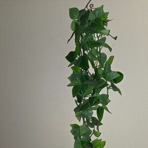 Hanging plant
